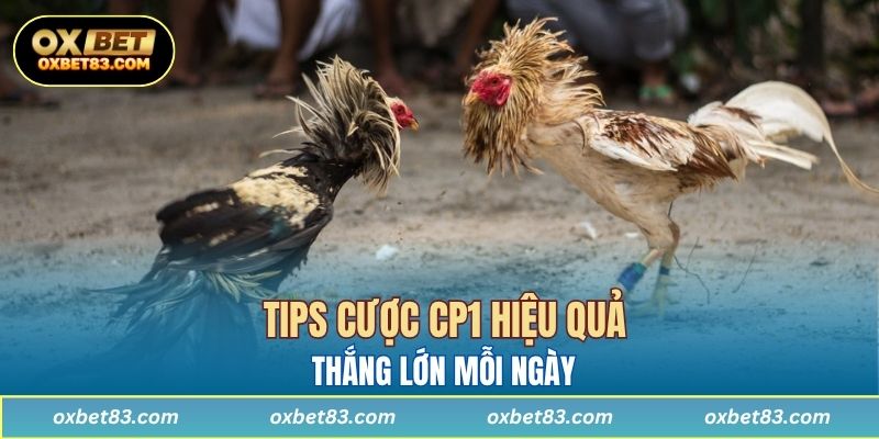 Tips cược CP1 hiệu quả, thắng lớn mỗi ngày