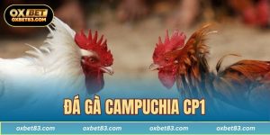 Đá gà Campuchia CP1