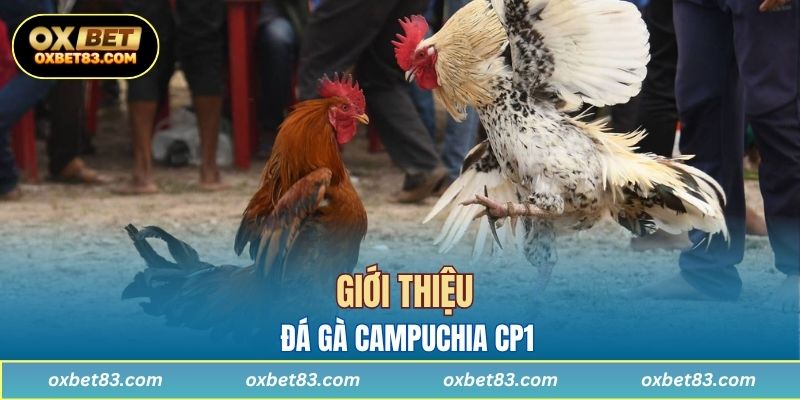 Giới thiệu đá gà Campuchia CP1