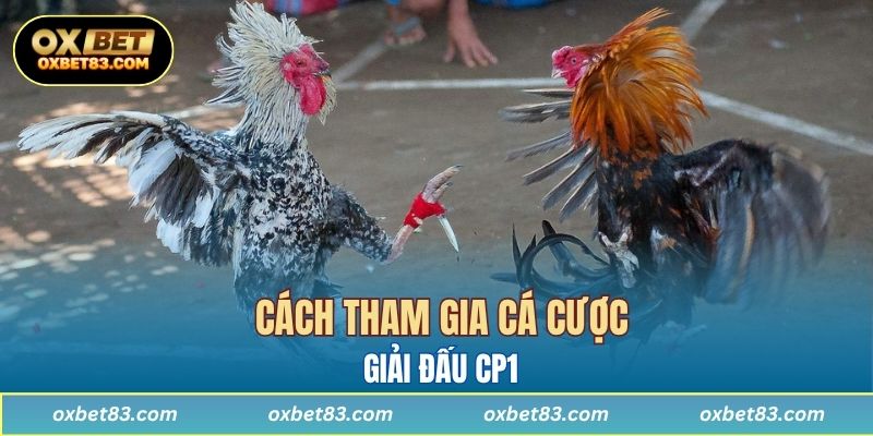 Cách tham gia cá cược giải đấu đá gà Campuchia CPC1