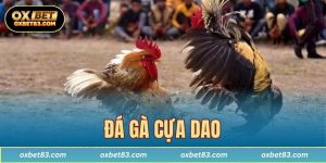 Đá gà cựa dao