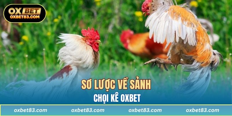 Sơ lược về sảnh chọi kê OXBET