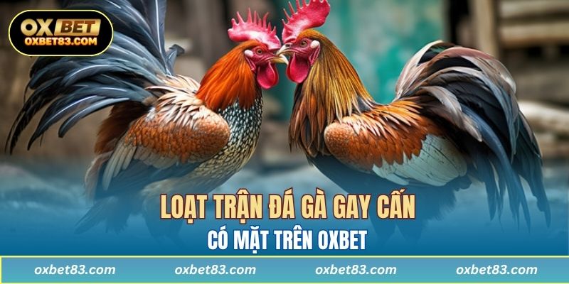 Loạt trận đá gà gay cấn có mặt trên OXBET