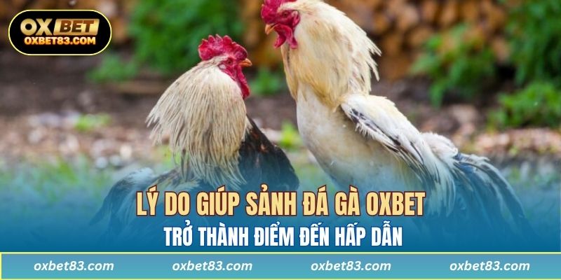 Lý do giúp sảnh đá gà OXBET trở thành điểm đến hấp dẫn