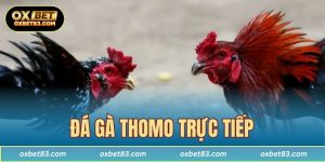 Đá gà Thomo trực tiếp