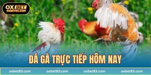 Đá gà trực tiếp hôm nay
